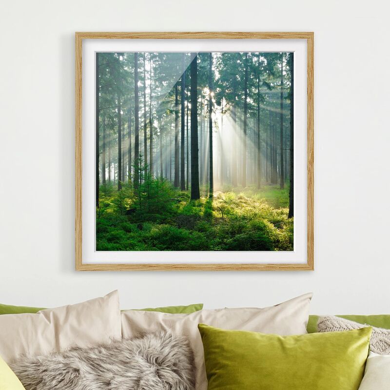 

Póster enmarcado - Enlightened Forest Dimensión LxA: 50cm x 50cm, Marco: Roble
