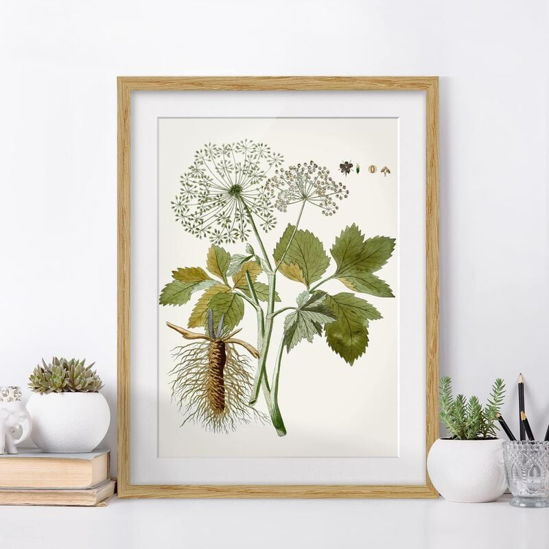 

Póster enmarcado - Erbe Selvatiche Schautfalel Iv Dimensión LxA: 100cm x 70cm, Marco: Roble