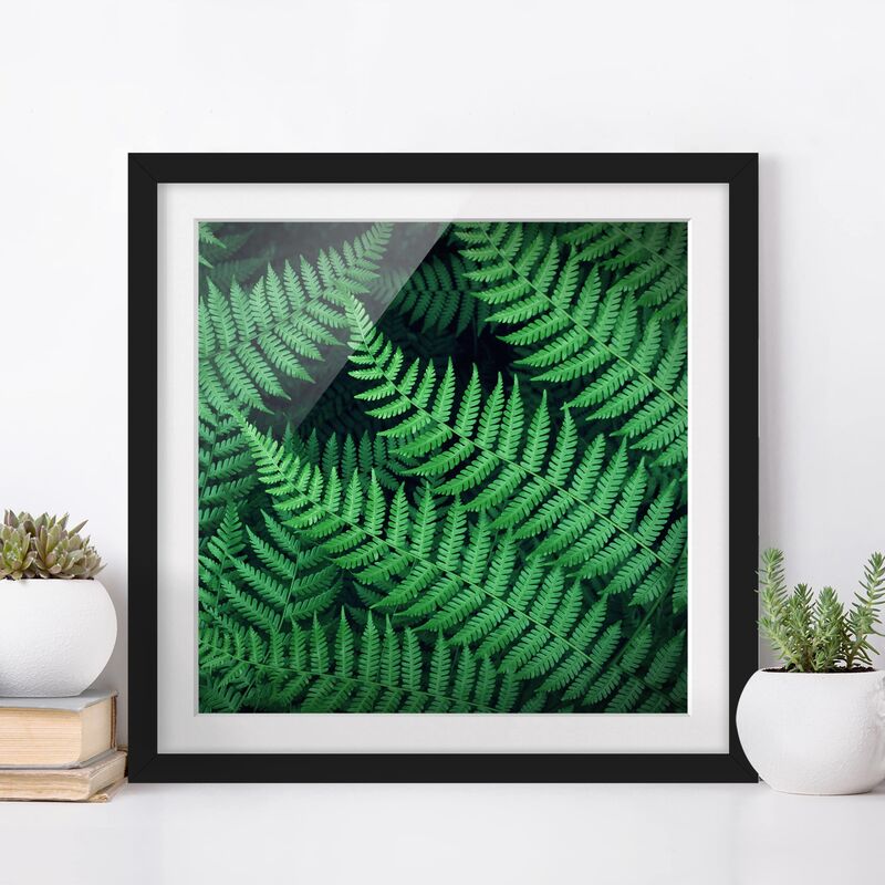 

Póster enmarcado - Fern Dimensión LxA: 50cm x 50cm, Marco: Negro