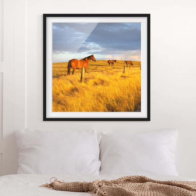 

Póster enmarcado - Field Road And Horse In Evening Sun Dimensión LxA: 50cm x 50cm, Marco: Negro