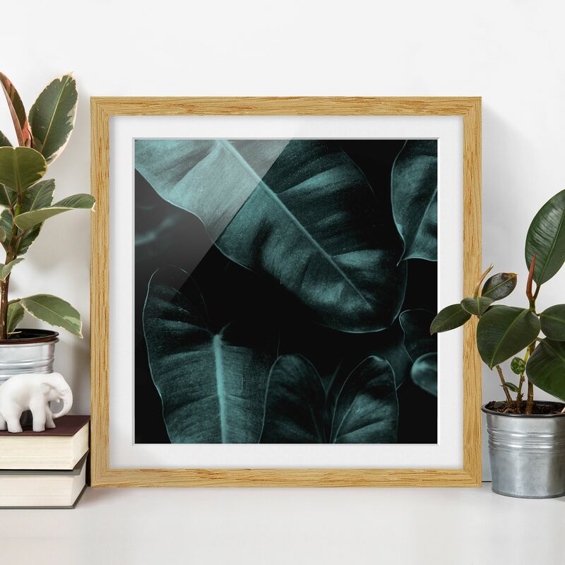

Póster enmarcado - Foglie della giungla verde scuro Dimensión LxA: 30cm x 30cm, Marco: Roble
