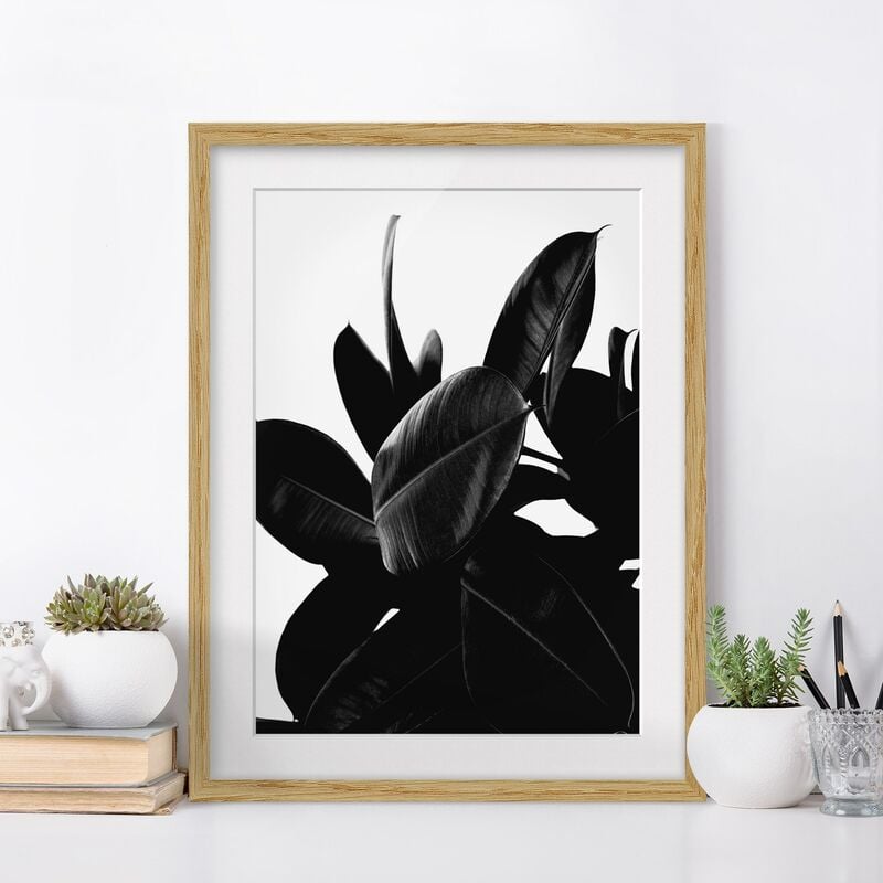 

Póster enmarcado - Foglie dell'albero della gomma bianco e nero Dimensión LxA: 100cm x 70cm, Marco: Roble