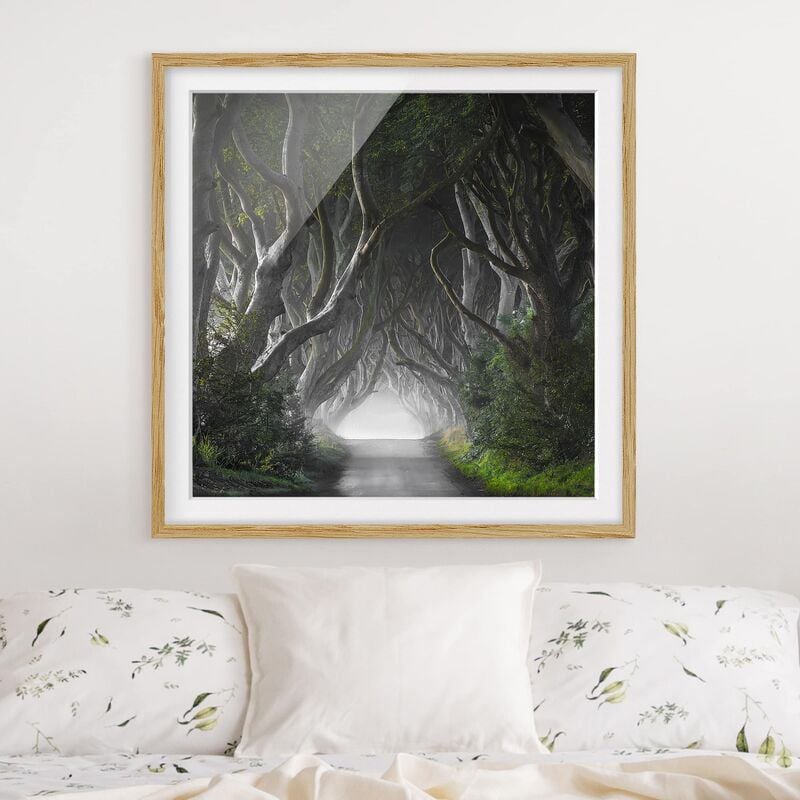 

Póster enmarcado - Forest In Northern Ireland Dimensión LxA: 70cm x 70cm, Marco: Roble