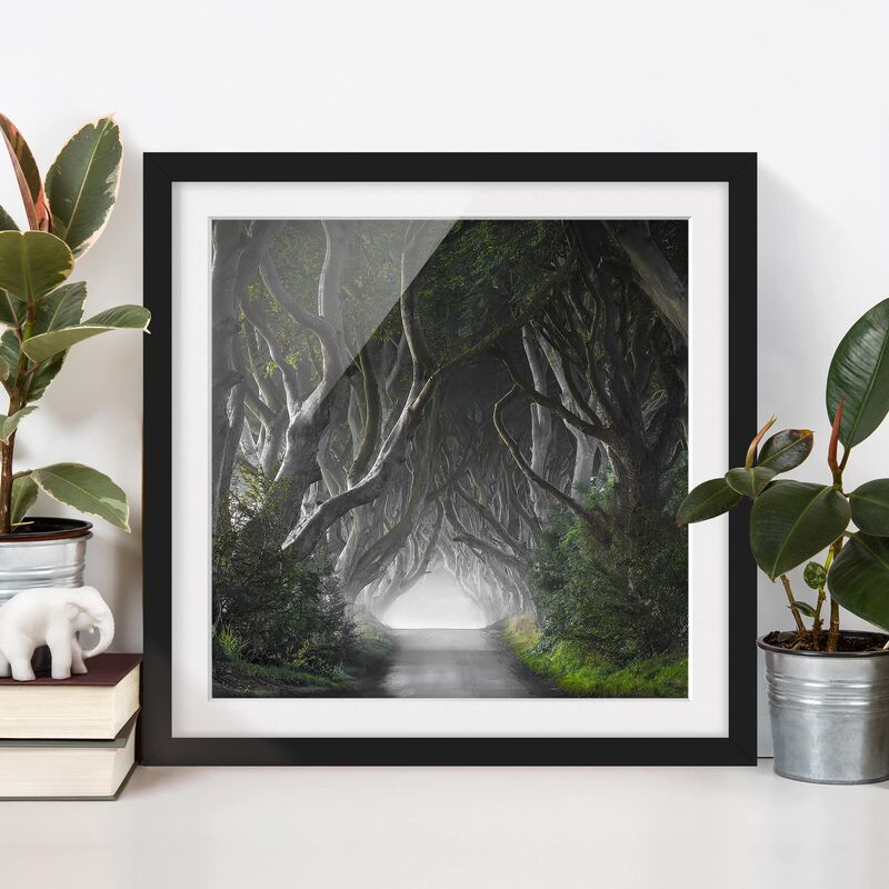 

Póster enmarcado - Forest In Northern Ireland Dimensión LxA: 50cm x 50cm, Marco: Negro