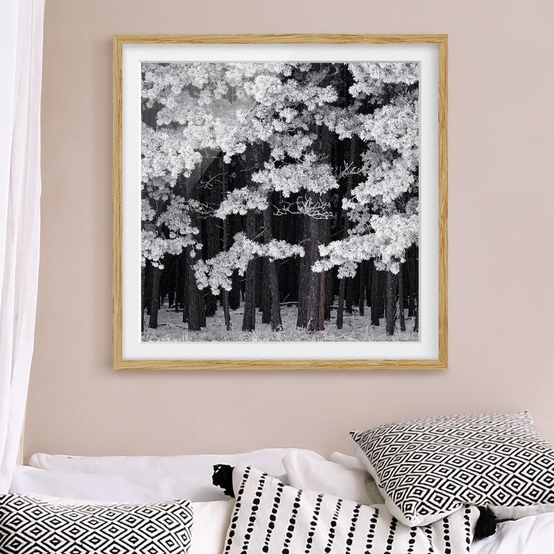 

Póster enmarcado - Forest With Hoarfrost In Austria Dimensión LxA: 70cm x 70cm, Marco: Roble