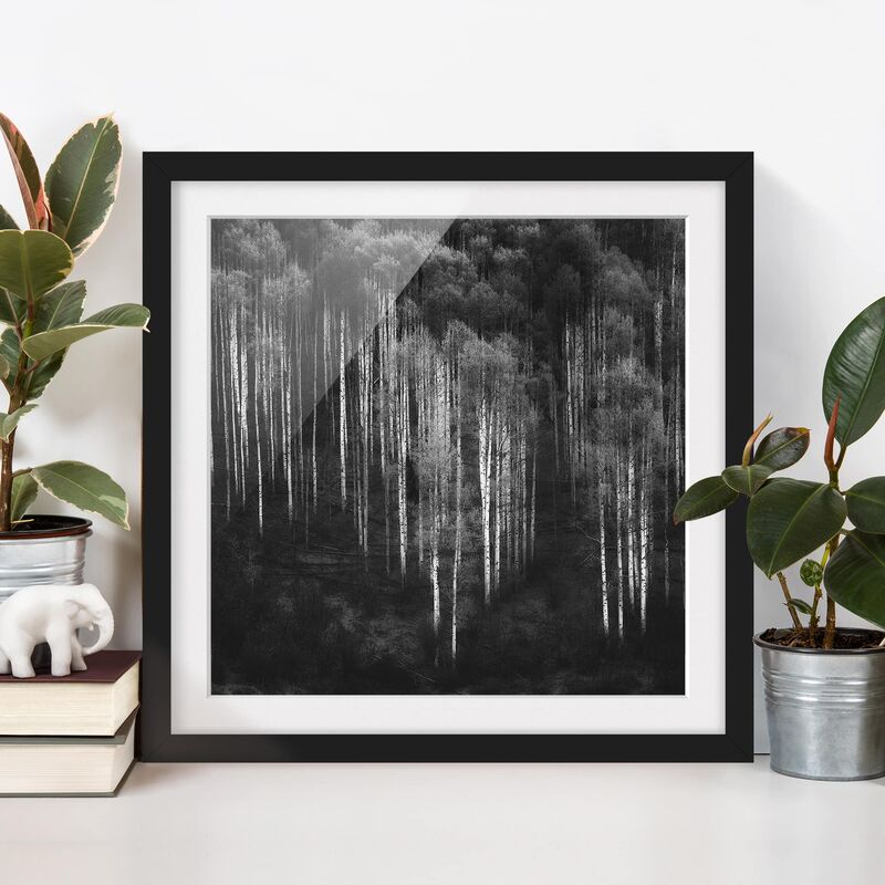 

Póster enmarcado - Foreste di betulle in Aspen Dimensión LxA: 50cm x 50cm, Marco: Negro
