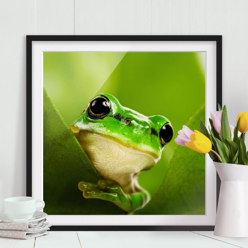

Póster enmarcado - Frog Dimensión LxA: 50cm x 50cm, Marco: Negro