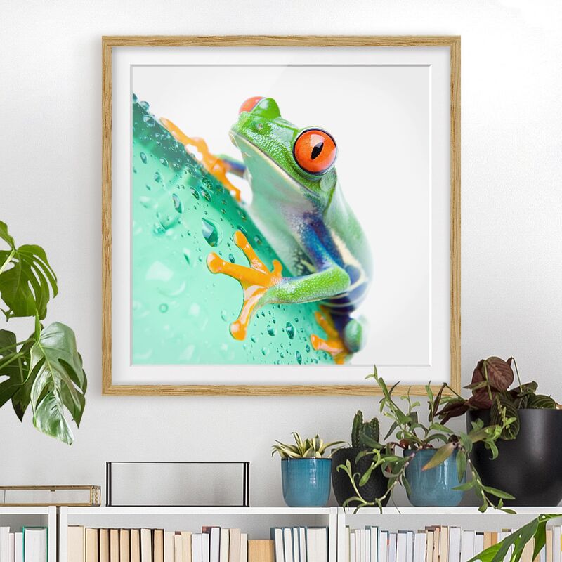 

Póster enmarcado - Frog Dimensión LxA: 20cm x 20cm, Marco: Roble