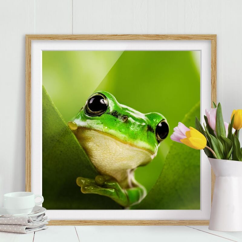 

Póster enmarcado - Frog Dimensión LxA: 20cm x 20cm, Marco: Roble