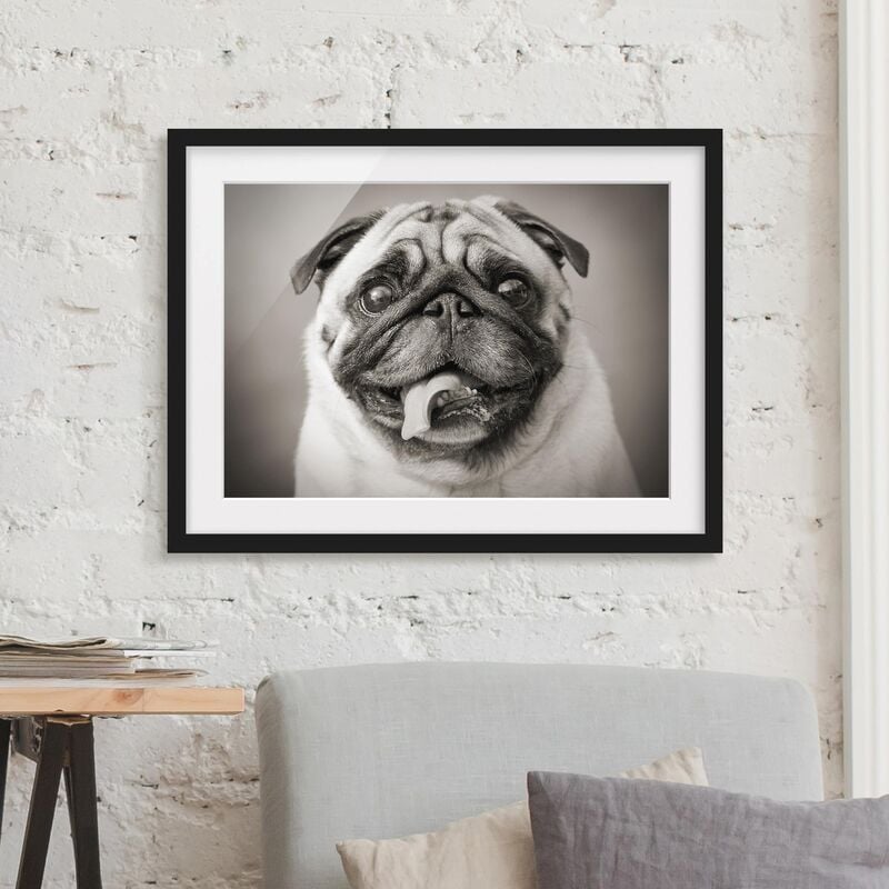 

Póster enmarcado - Funny Pug Dimensión LxA: 30cm x 40cm, Marco: Negro