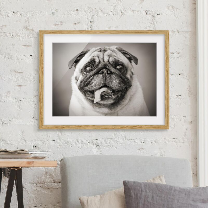 

Póster enmarcado - Funny Pug Dimensión LxA: 70cm x 100cm, Marco: Roble