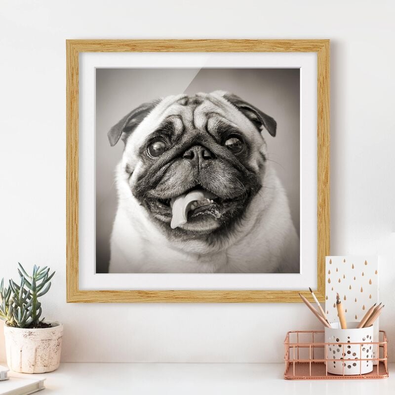 

Póster enmarcado - Funny Pug Dimensión LxA: 70cm x 70cm, Marco: Roble