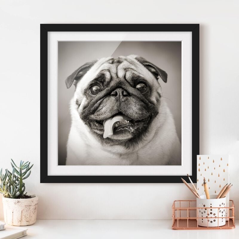 

Póster enmarcado - Funny Pug Dimensión LxA: 20cm x 20cm, Marco: Negro