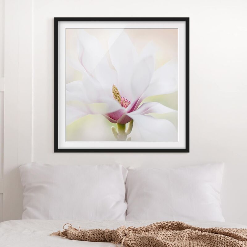 

Póster enmarcado - Gentle Magnolia Blossom Dimensión LxA: 70cm x 70cm, Marco: Negro