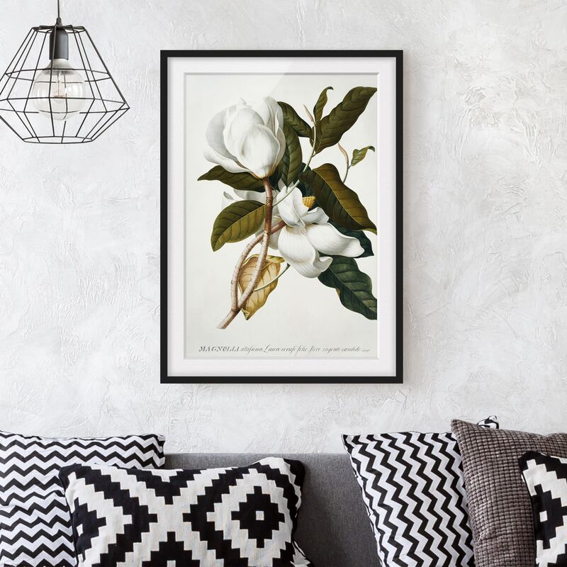 

Póster enmarcado - Georg Dionysius Ehret - Magnolia Dimensión LxA: 24cm x 18cm, Marco: Negro