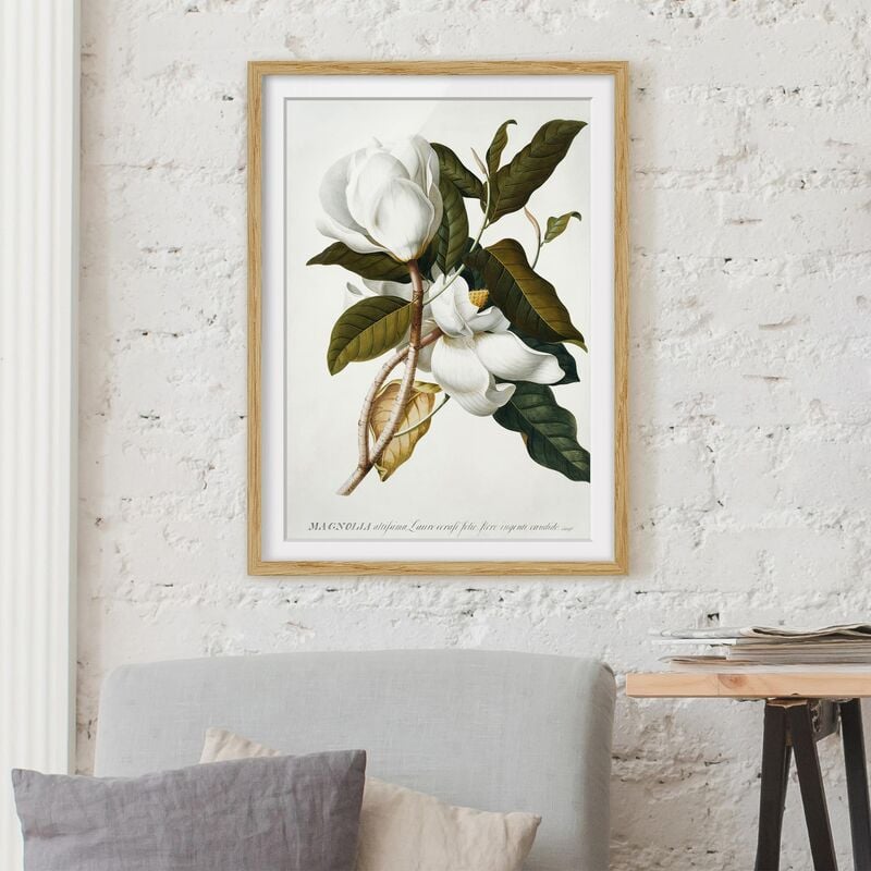 

Póster enmarcado - Georg Dionysius Ehret - Magnolia Dimensión LxA: 100cm x 70cm, Marco: Roble