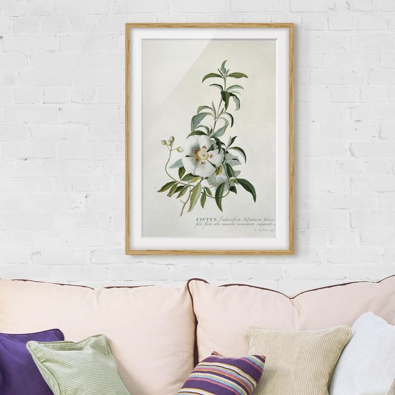 

Póster enmarcado - Georg Dionysius Ehret - Rock Rose Dimensión LxA: 55cm x 40cm, Marco: Roble