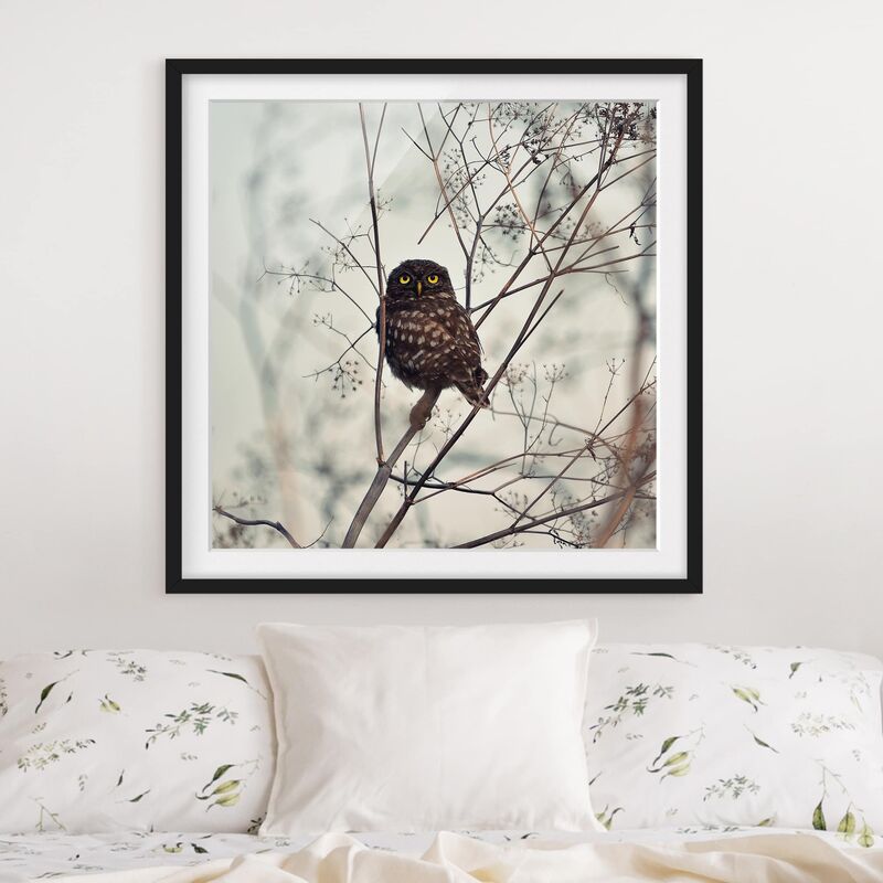 

Póster enmarcado - Gufo in inverno Dimensión LxA: 30cm x 30cm, Marco: Negro
