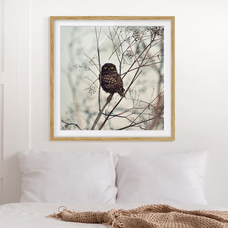 

Póster enmarcado - Gufo in inverno Dimensión LxA: 50cm x 50cm, Marco: Roble