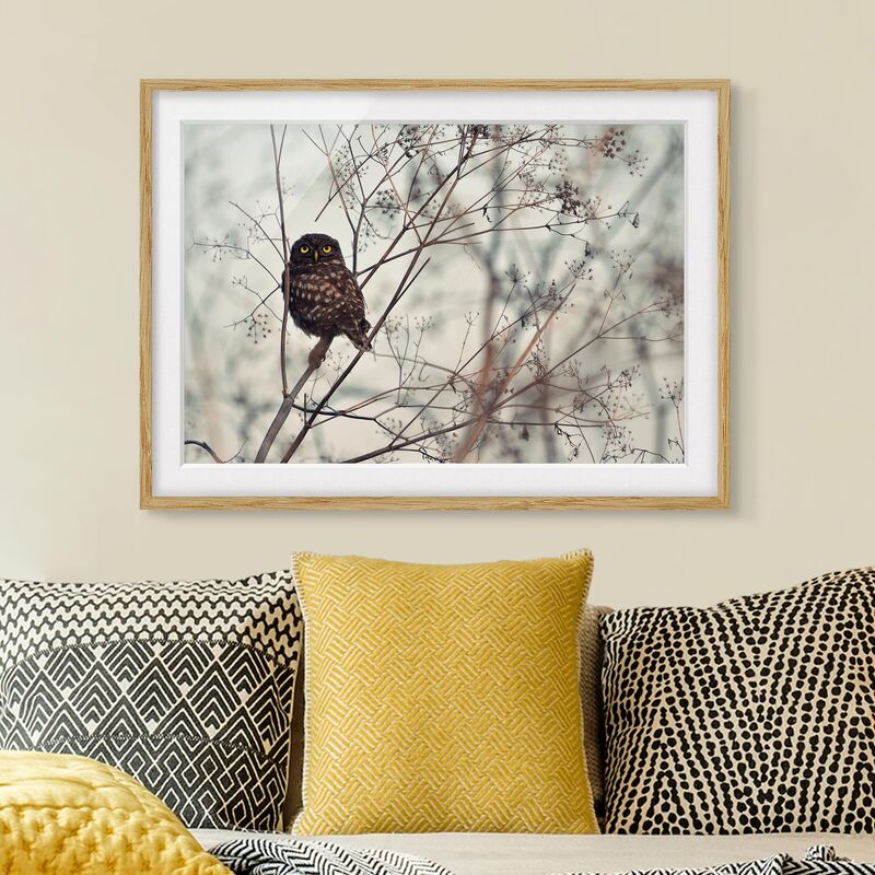 

Póster enmarcado - Gufo in inverno Dimensión LxA: 40cm x 55cm, Marco: Roble