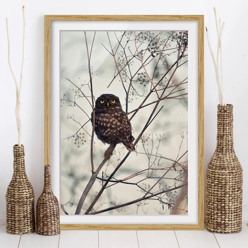 

Póster enmarcado - Gufo in inverno Dimensión LxA: 55cm x 40cm, Marco: Roble