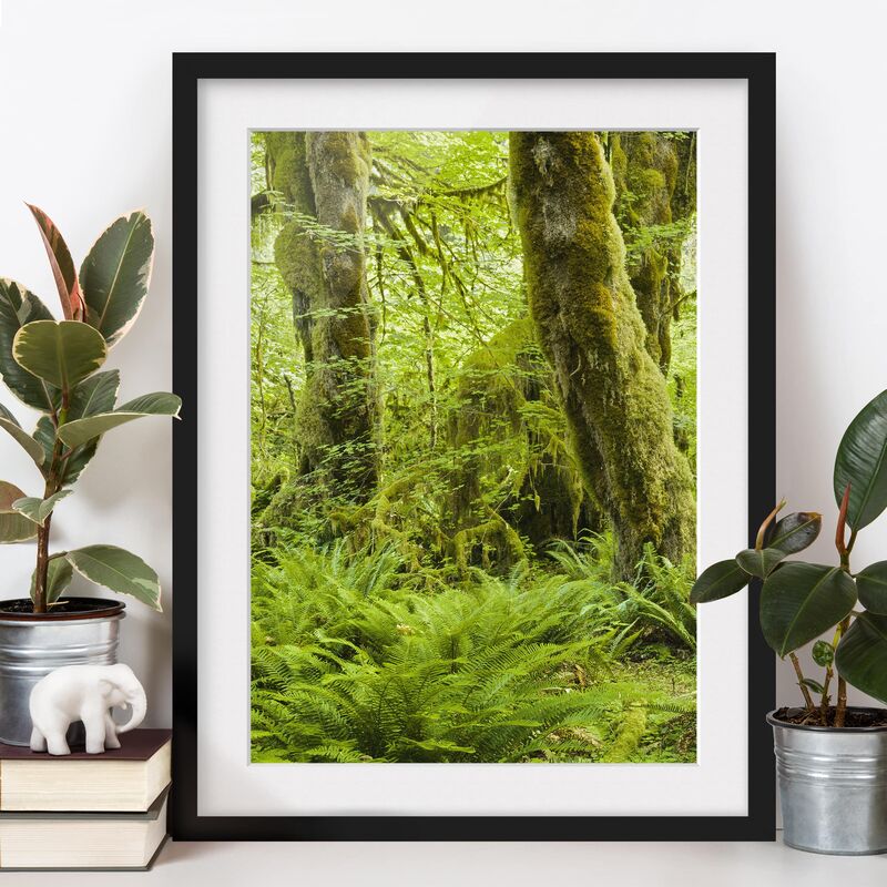 

Póster enmarcado - Hall Of Mosses Olympic National Park Dimensión LxA: 100cm x 70cm, Marco: Negro