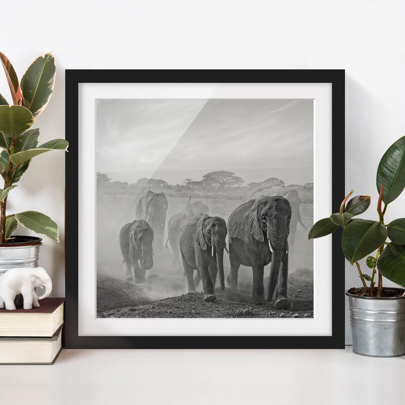 

Póster enmarcado - Herd Of Elephants Dimensión LxA: 30cm x 30cm, Marco: Negro