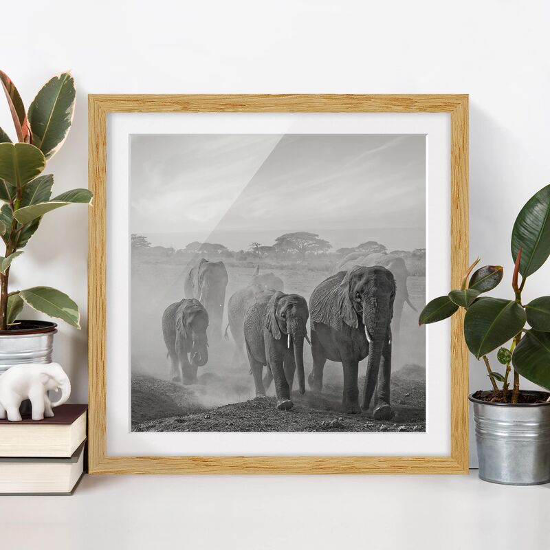 

Póster enmarcado - Herd Of Elephants Dimensión LxA: 50cm x 50cm, Marco: Roble