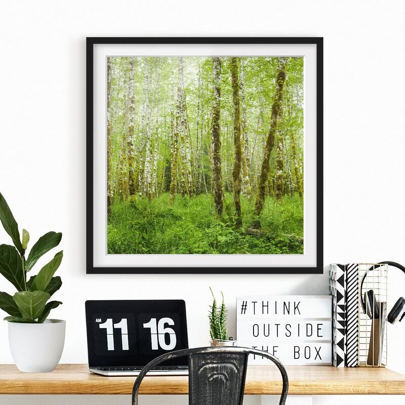 

Póster enmarcado - Hoh Rain Forest In Olympic National Park Dimensión LxA: 20cm x 20cm, Marco: Negro