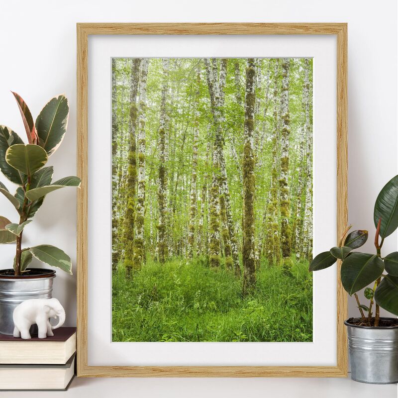 

Póster enmarcado - Hoh Rain Forest In Olympic National Park Dimensión LxA: 24cm x 18cm, Marco: Roble
