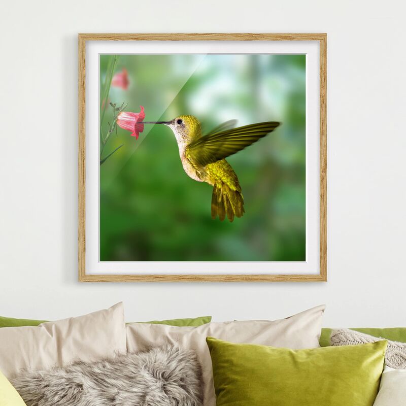 

Póster enmarcado - Hummingbird And Blossom Dimensión LxA: 70cm x 70cm, Marco: Roble