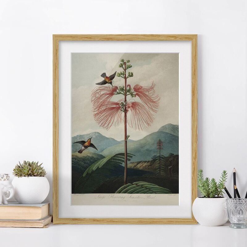 

Póster enmarcado - illustrazione d'epoca Botanica Fiore e colibrì Dimensión LxA: 100cm x 70cm, Marco: Roble