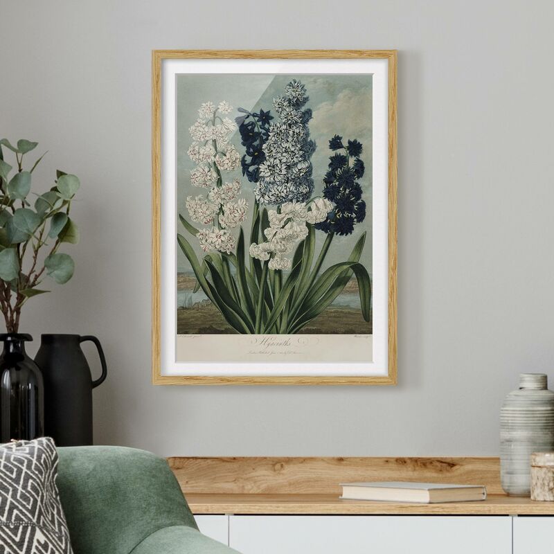 

Póster enmarcado - illustrazione d'epoca Botanica blu e bianco Giacinti Dimensión LxA: 40cm x 30cm, Marco: Roble