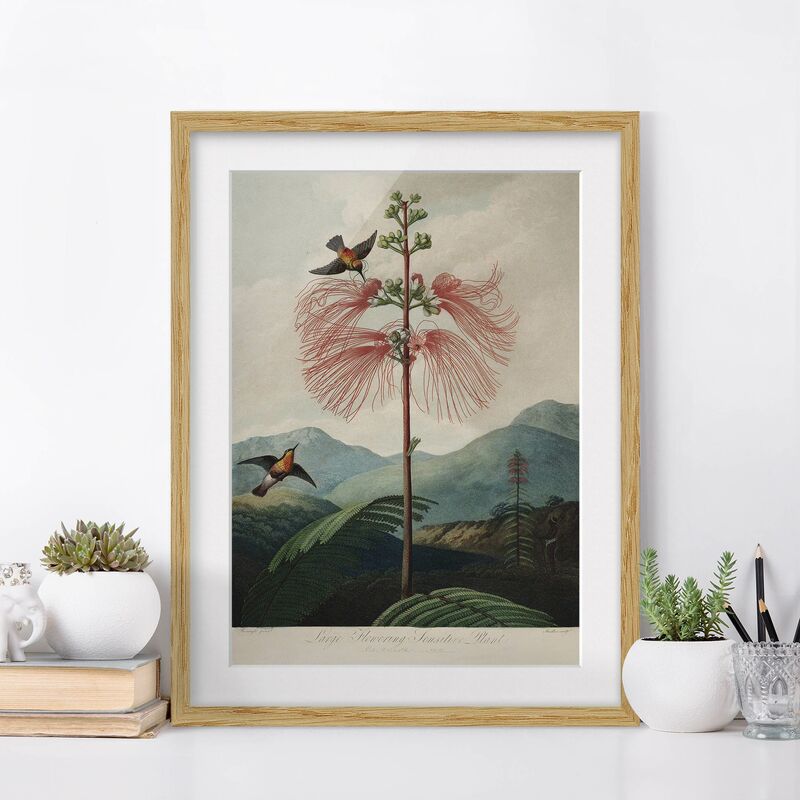 

Póster enmarcado - illustrazione d'epoca Botanica Fiore e colibrì Dimensión LxA: 55cm x 40cm, Marco: Roble