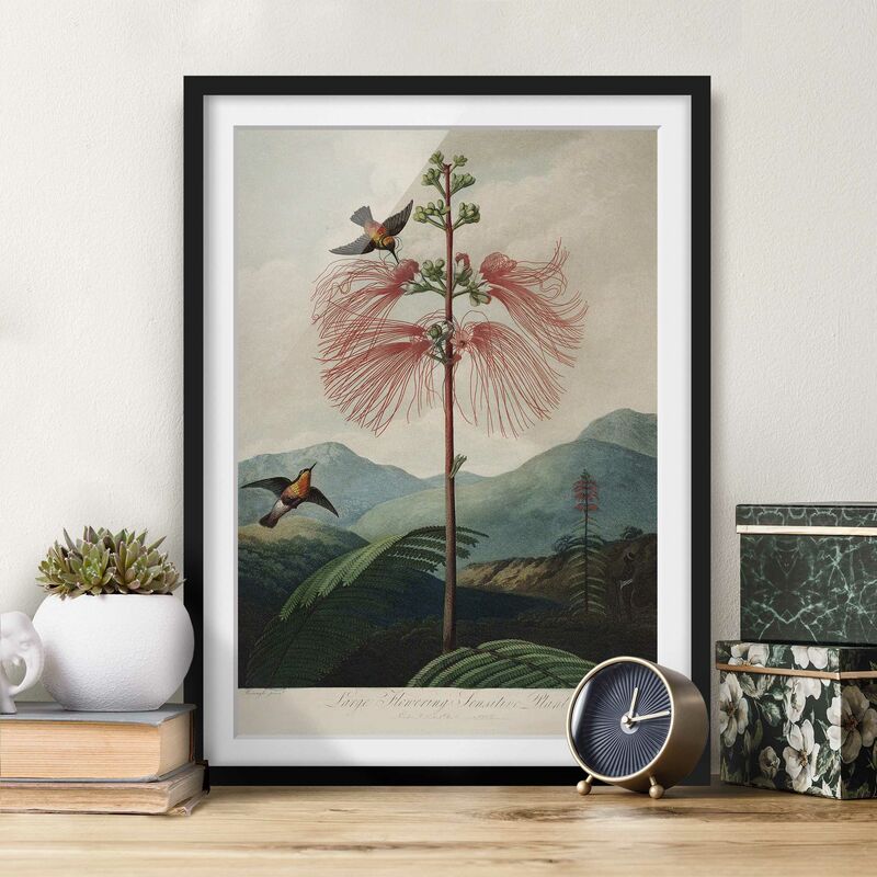 

Póster enmarcado - illustrazione d'epoca Botanica Fiore e colibrì Dimensión LxA: 100cm x 70cm, Marco: Negro