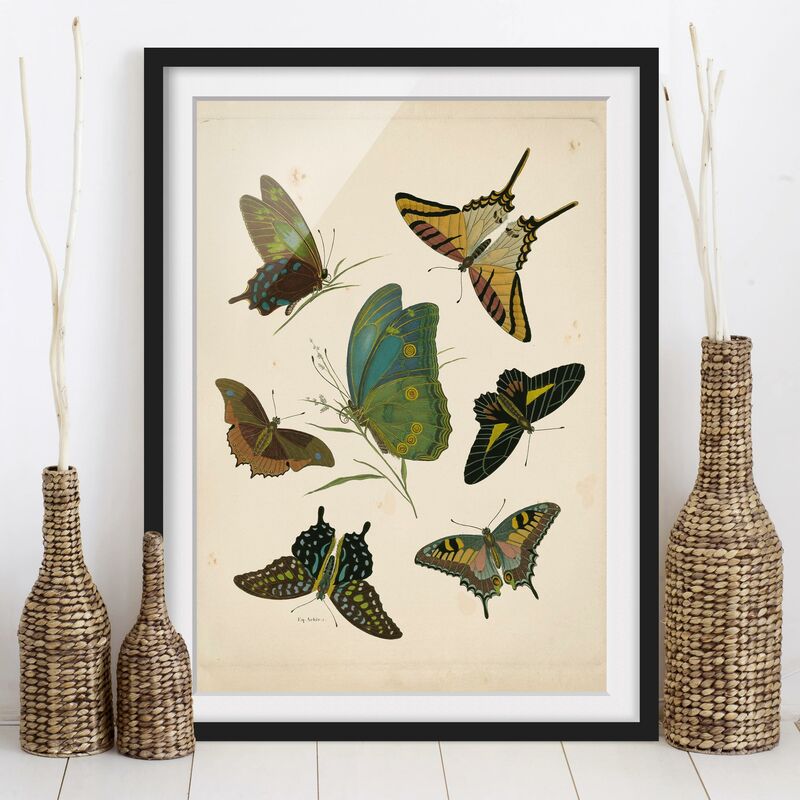 

Póster enmarcado - Illustrazione Vintage farfalle esotiche Dimensión LxA: 100cm x 70cm, Marco: Negro