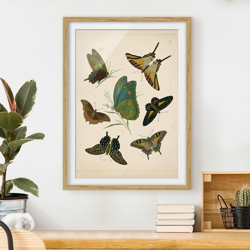 

Póster enmarcado - Illustrazione Vintage farfalle esotiche Dimensión LxA: 40cm x 30cm, Marco: Roble