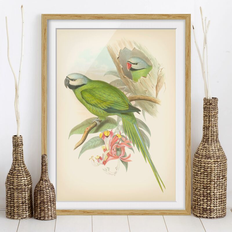 

Póster enmarcado - Illustrazione Vintage Tropical Birds II Dimensión LxA: 100cm x 70cm, Marco: Roble