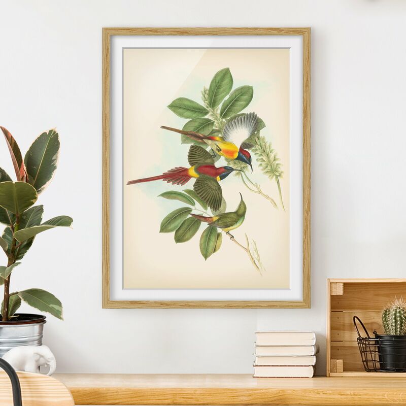 

Póster enmarcado - Illustrazione Vintage Tropical Birds III Dimensión LxA: 70cm x 50cm, Marco: Roble