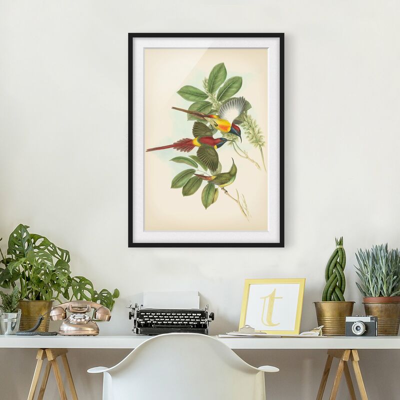 

Póster enmarcado - Illustrazione Vintage Tropical Birds III Dimensión LxA: 70cm x 50cm, Marco: Negro