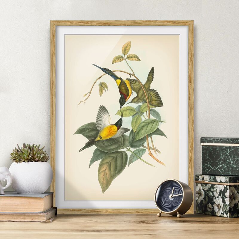 

Póster enmarcado - Illustrazione Vintage Tropical Birds IV Dimensión LxA: 70cm x 50cm, Marco: Roble