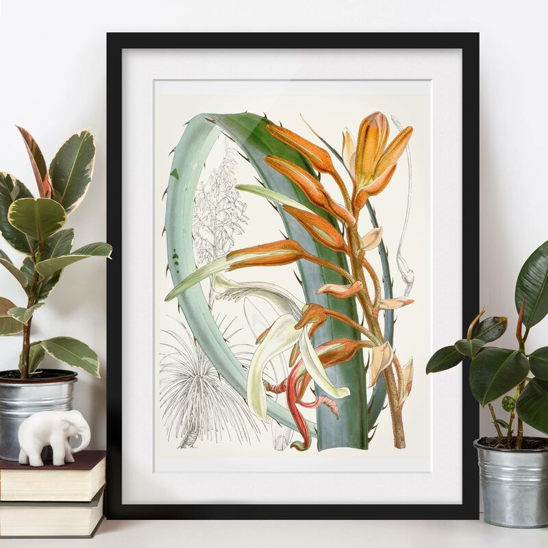 

Póster enmarcado - Illustrazione Vintage Tropical Flowers I Dimensión LxA: 55cm x 40cm, Marco: Negro