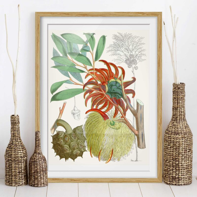 

Póster enmarcado - Illustrazione Vintage Tropical Flowers II Dimensión LxA: 55cm x 40cm, Marco: Roble