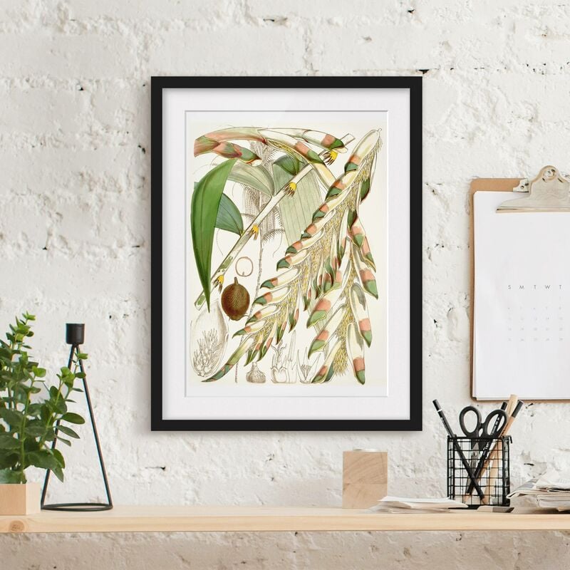 

Póster enmarcado - Illustrazione Vintage Tropical Flowers III Dimensión LxA: 55cm x 40cm, Marco: Negro
