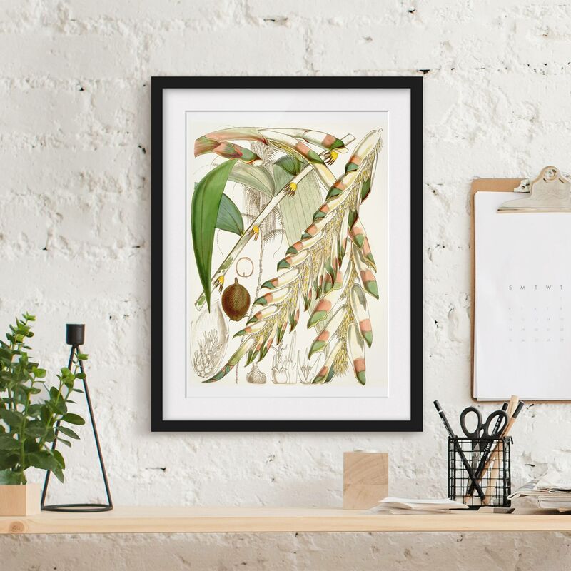

Póster enmarcado - Illustrazione Vintage Tropical Flowers III Dimensión LxA: 24cm x 18cm, Marco: Negro