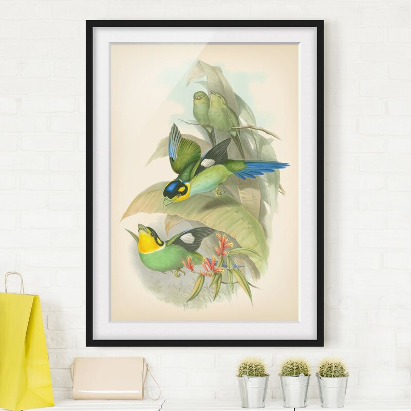 

Póster enmarcado - Illustrazione Vintage Uccelli tropicali Dimensión LxA: 70cm x 50cm, Marco: Negro