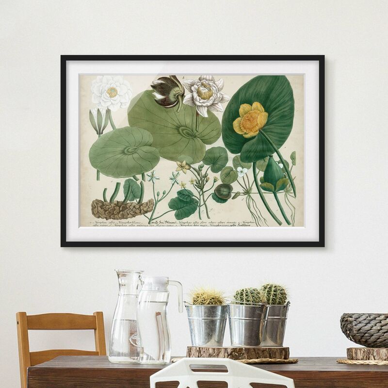

Póster enmarcado - Illustrazione Vintage Whitewater Lily Dimensión LxA: 40cm x 55cm, Marco: Negro