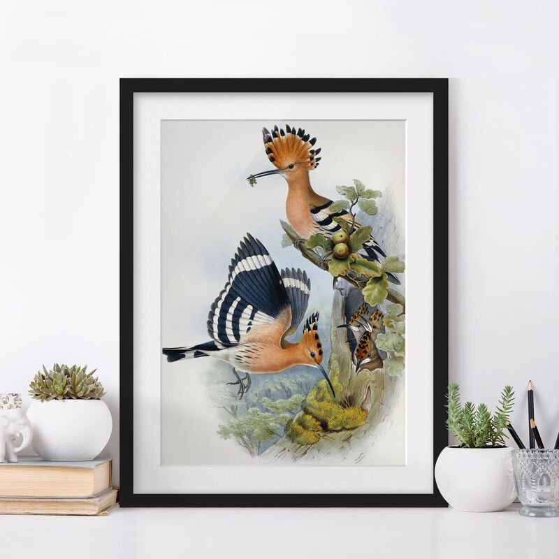 

Póster enmarcado - John Gould - Upupa Epops (The Hoopoe) Dimensión LxA: 55cm x 40cm, Marco: Negro