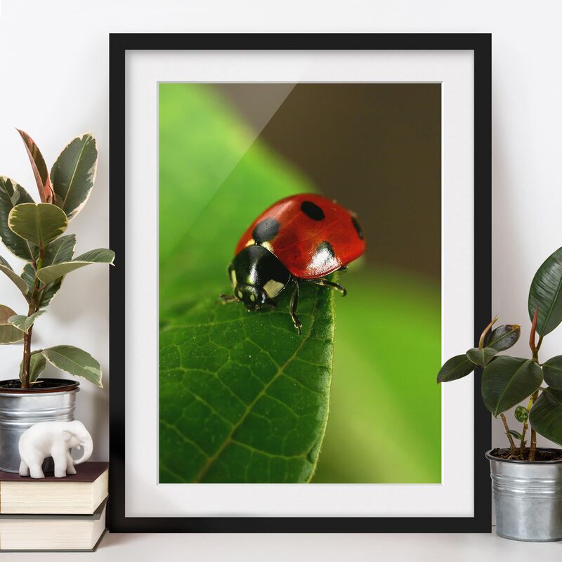 

Póster enmarcado - Ladybird Dimensión LxA: 70cm x 50cm, Marco: Negro