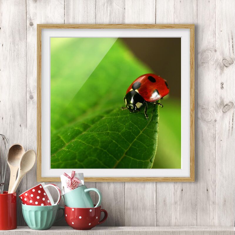 

Póster enmarcado - Ladybird Dimensión LxA: 70cm x 70cm, Marco: Roble